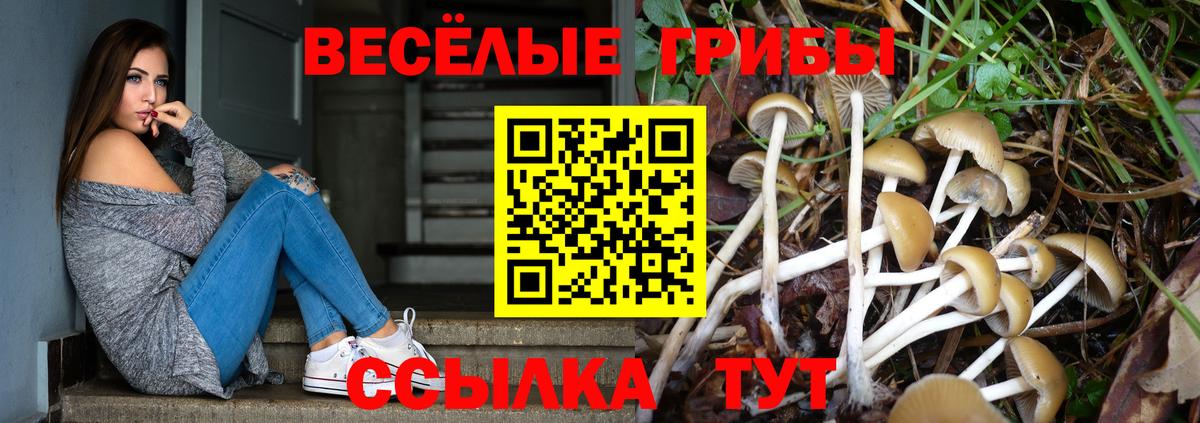 Кизляр  Псилоцибиновые грибы Cubensis  Вход с VPN 